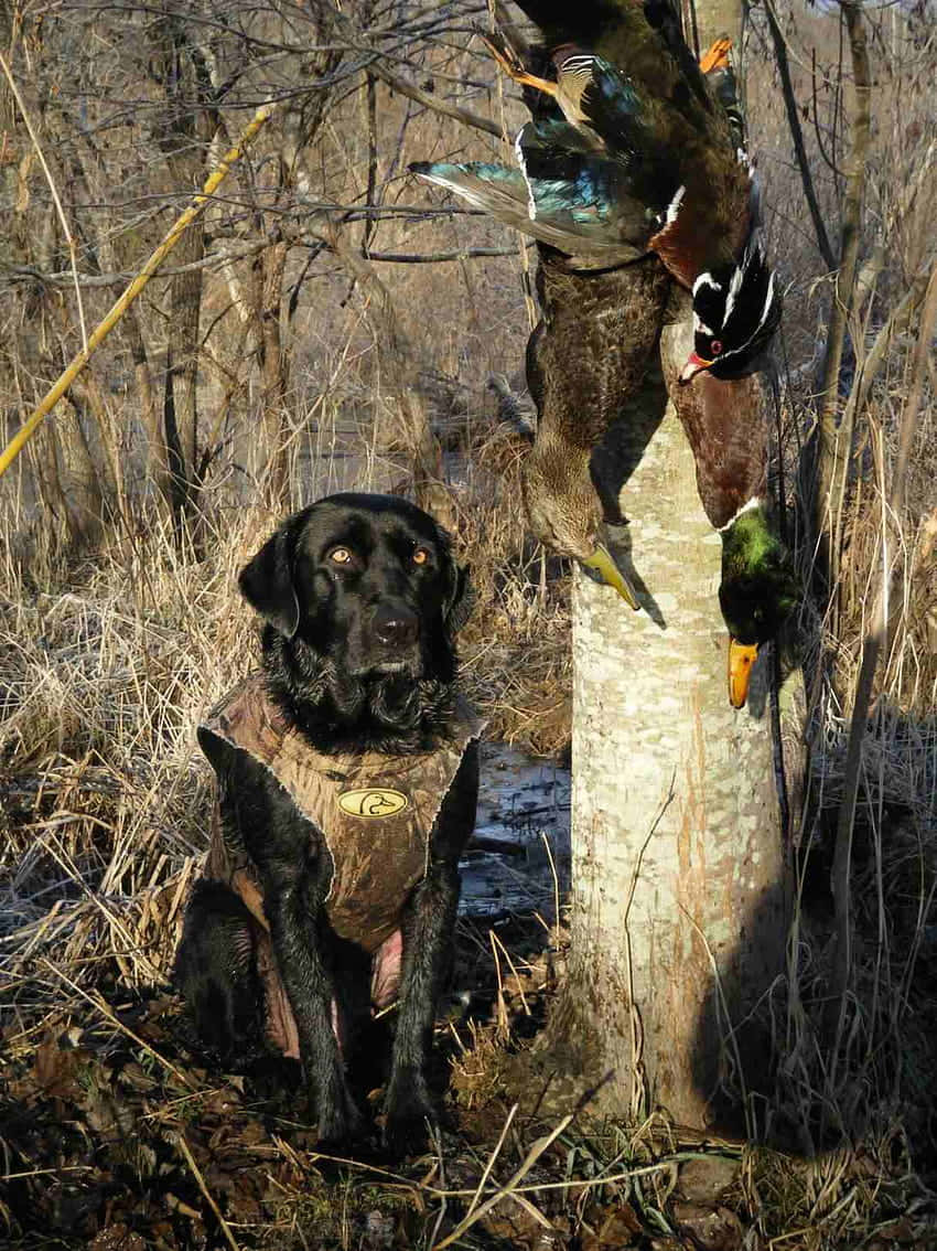 A Black Dog Sitting In The Woods With A Duck Wallpaper