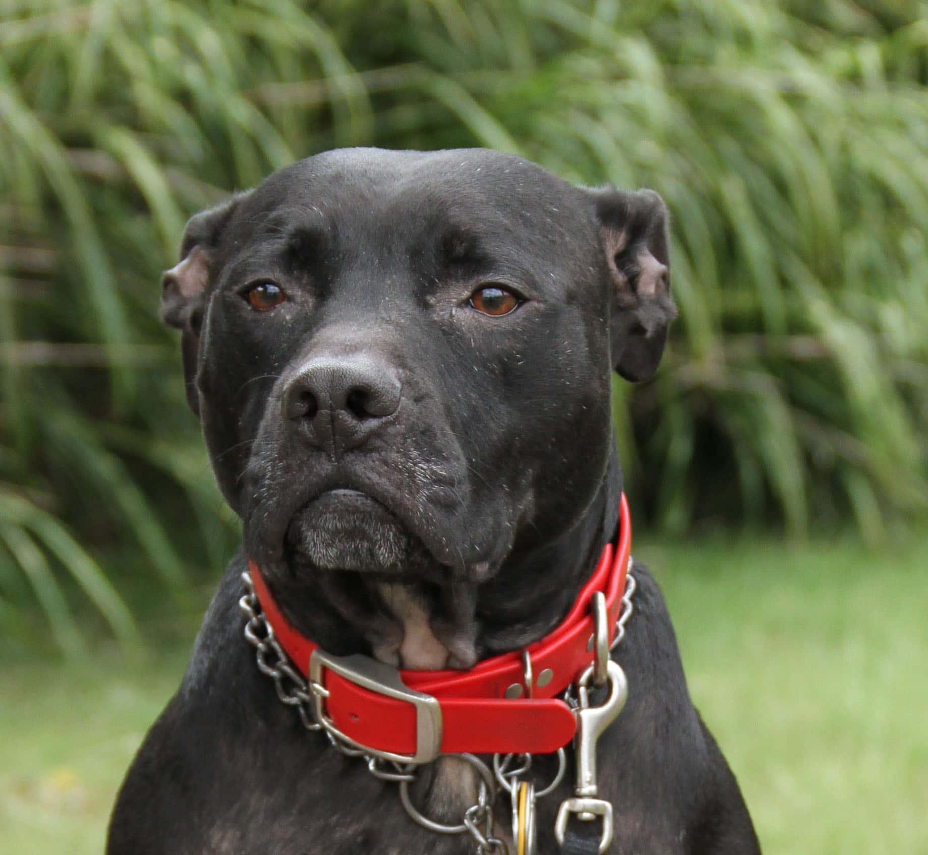 A Black Dog With A Red Collar Wallpaper