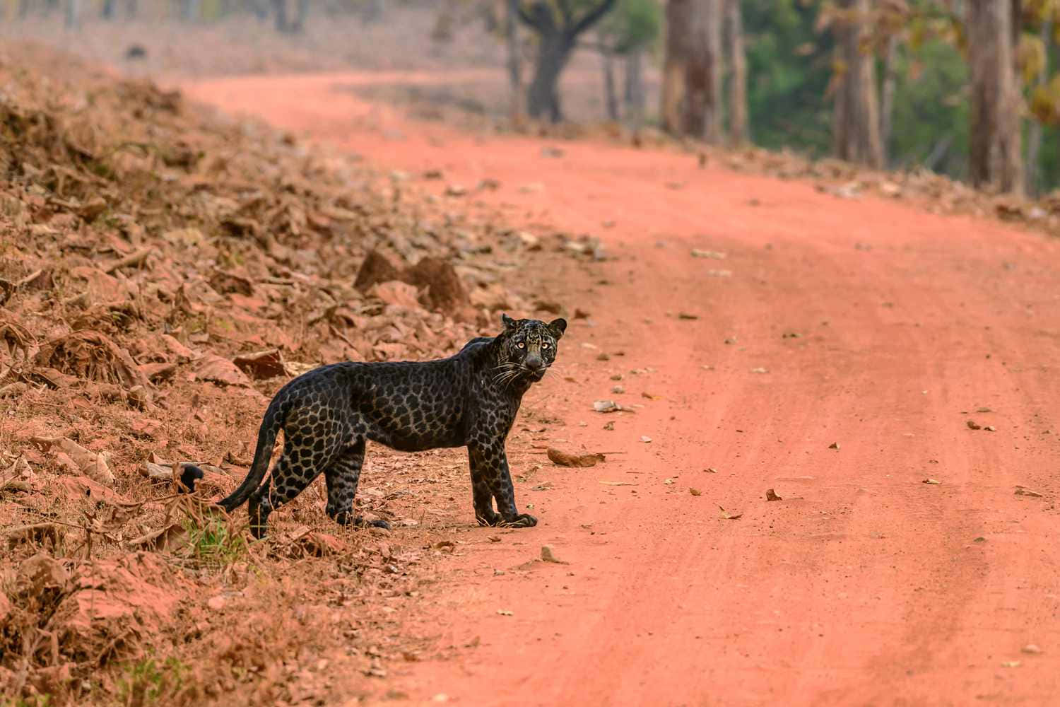 A Black Leopard Sighting Wallpaper