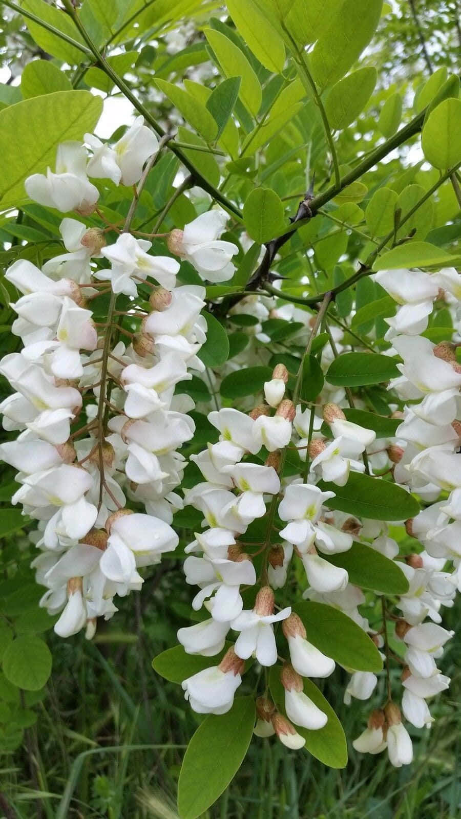 A Black Locust Tree In Full Bloom Wallpaper