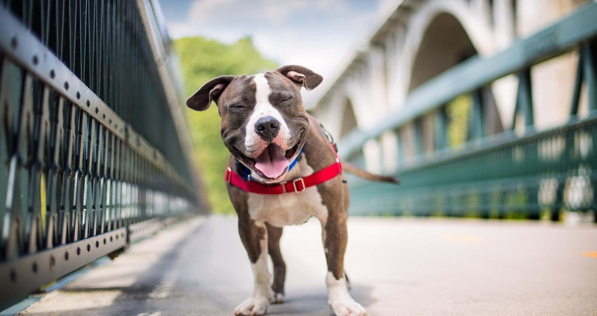 A Black Pitbull Ready For A Walk. Wallpaper