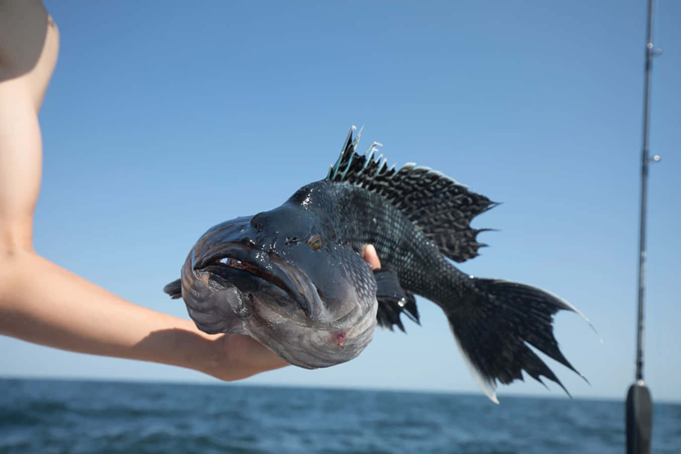 A Black Sea Bass Swims Alongside A Vibrant Coral Reef Wallpaper