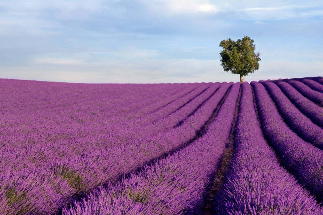 A Blissful Retreat In A Field Of Lavender Wallpaper