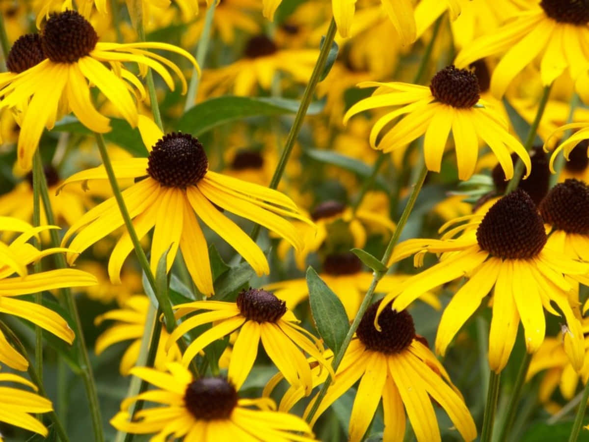 A Blooming Black Eyed Susan Wallpaper