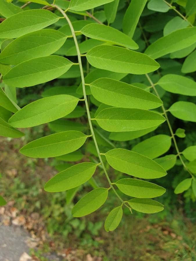 A Blooming Black Locust Tree Wallpaper