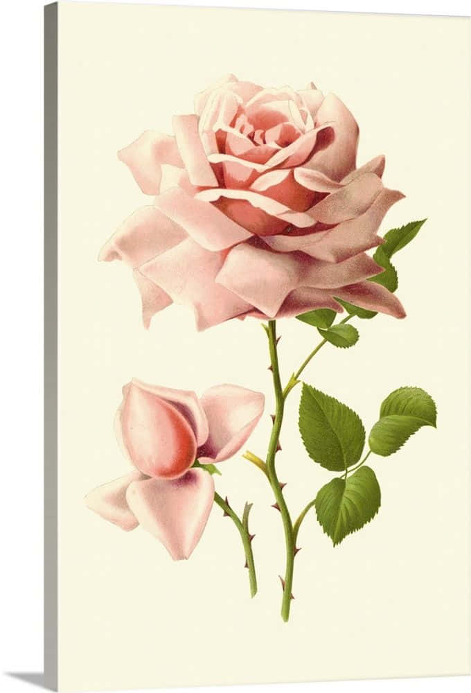 A Blooming Vintage Rose In Soft Pastel Colors Wallpaper