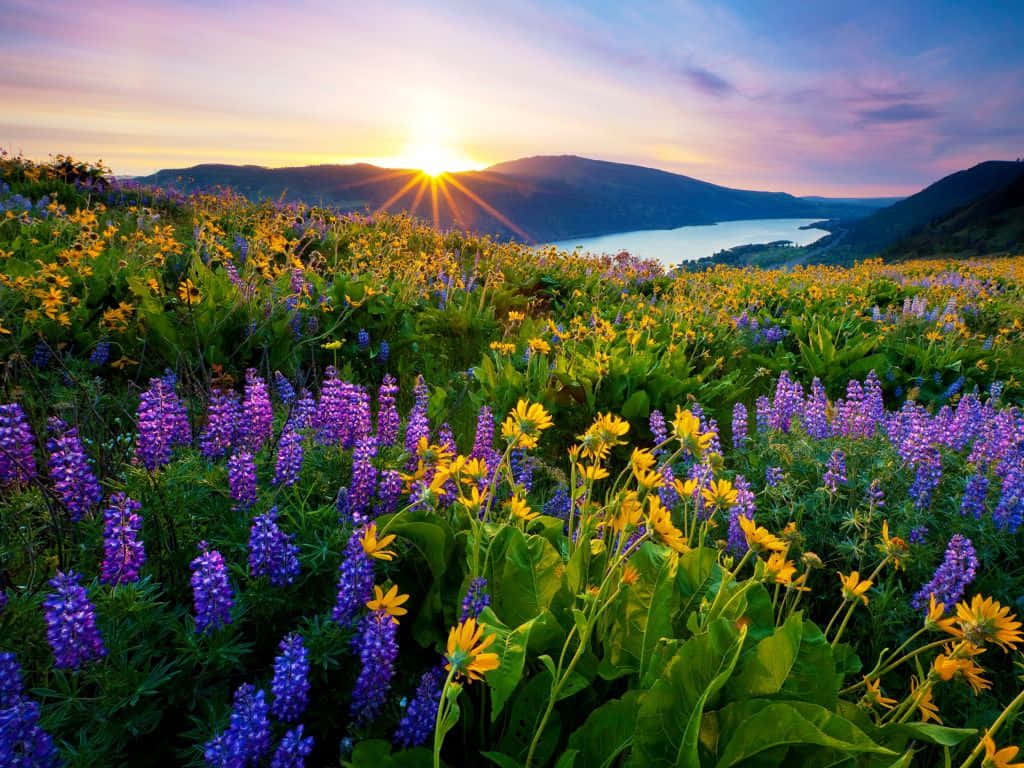 A Breathtaking Spring Sunrise Wallpaper