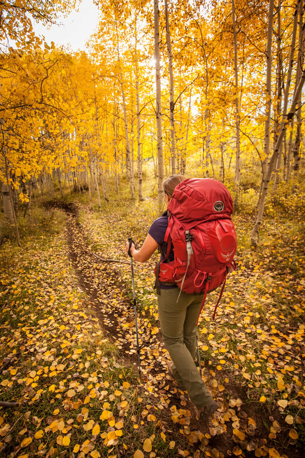 A Breathtaking View Of A Forest Trail During Fall Wallpaper