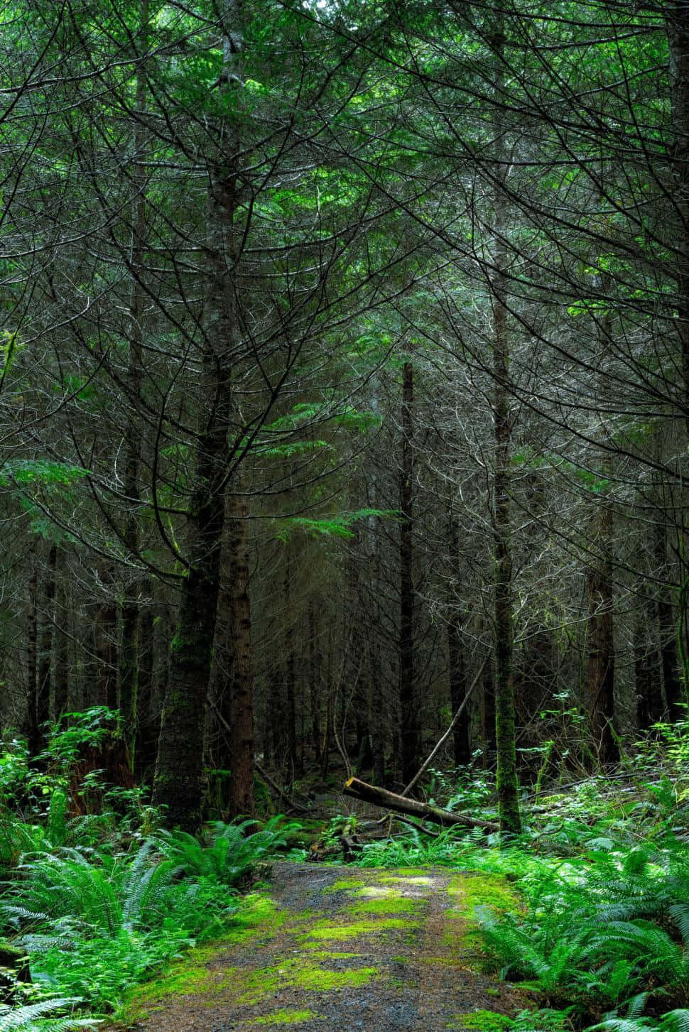 A Breathtaking View Of The Lush Green Forest Wallpaper