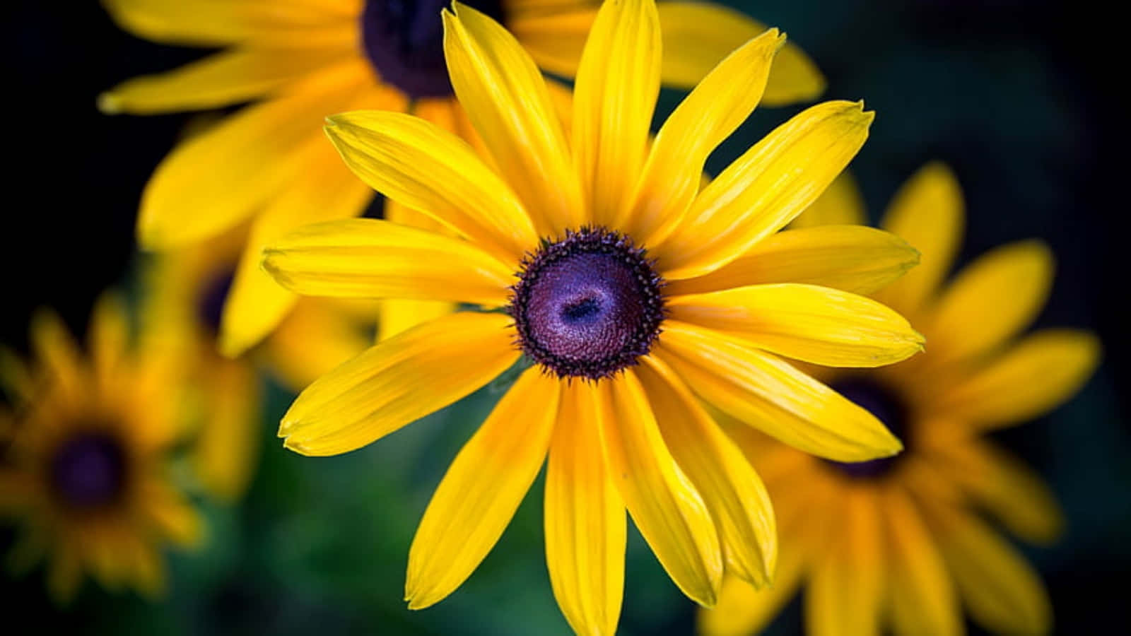 A Bright And Cheerful Yellow Black-eyed Susan. Wallpaper