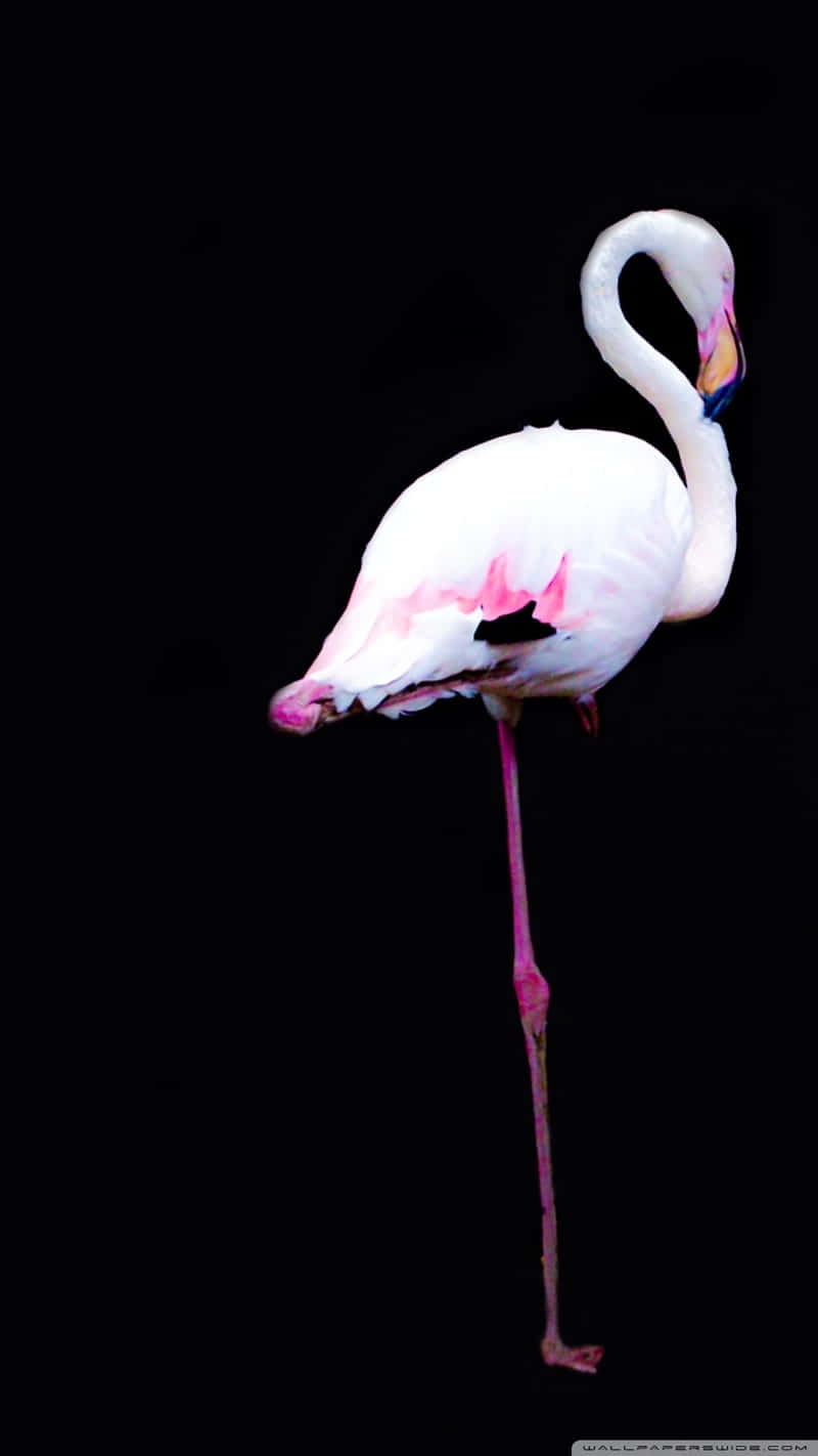 A Bright Pink Flamingo Stands Out Amongst A Beutiful Desert Landscape Wallpaper