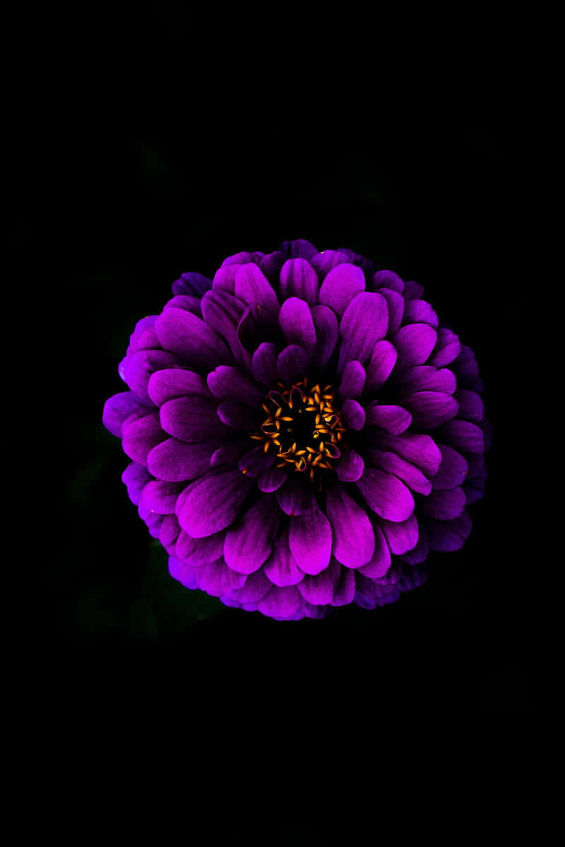 A Bright Pink Floral Arrangement Against A Black Background Wallpaper