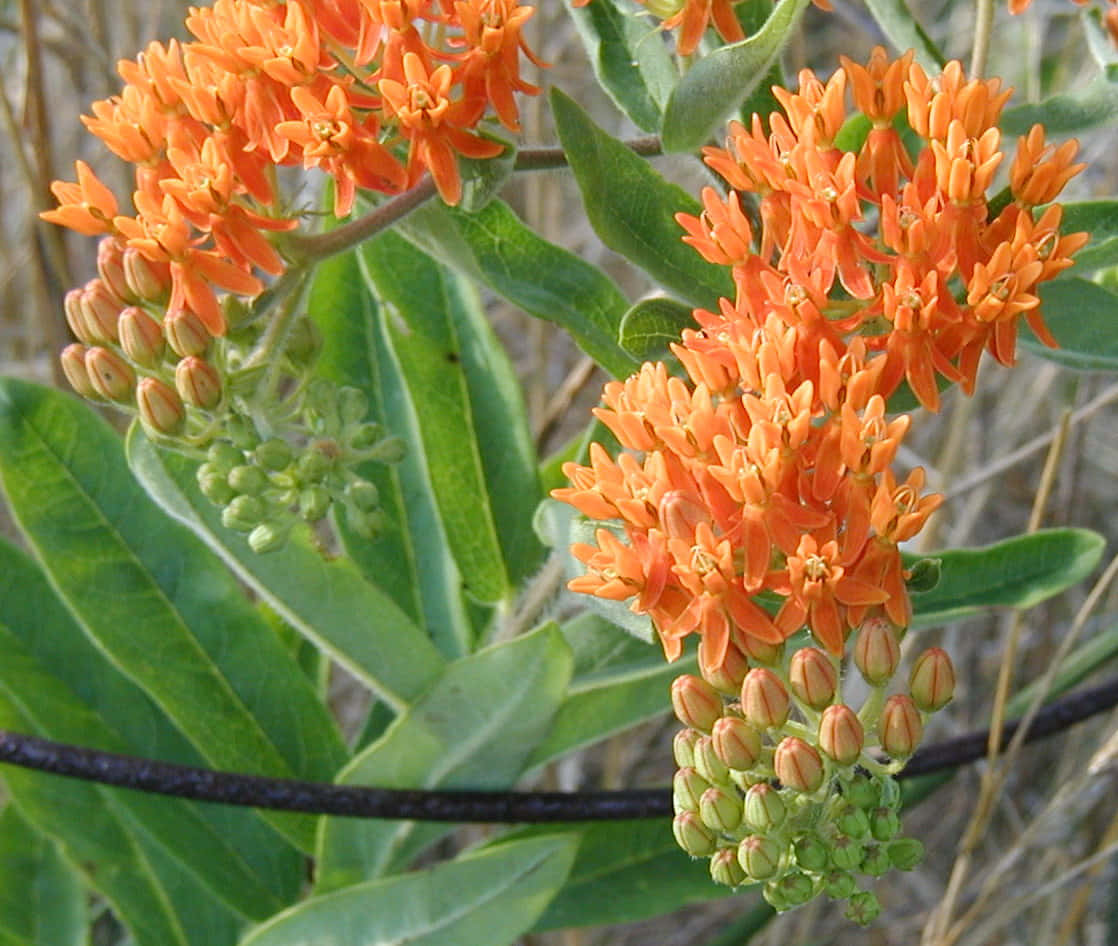 A Bright Splash Of Butterfly Weed Lights Up The Landscape. Wallpaper