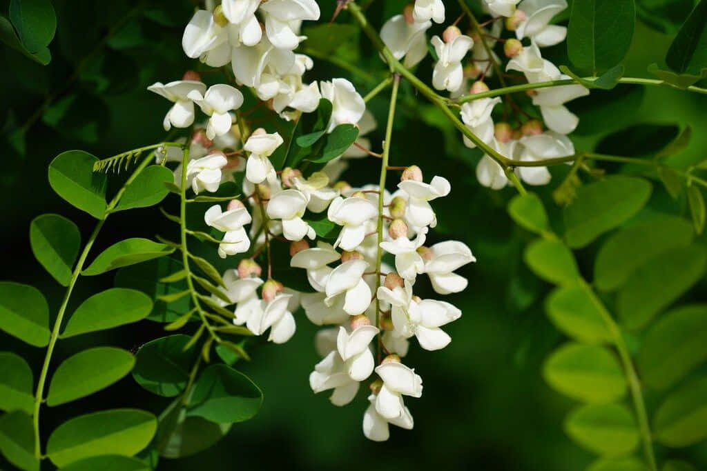 A Bright Yellow Black Locust Tree Stands In Bloom Wallpaper