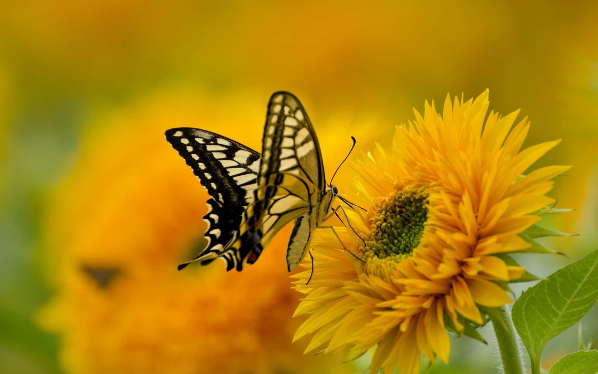 A Brilliant Butterfly In Full Bloom. Wallpaper