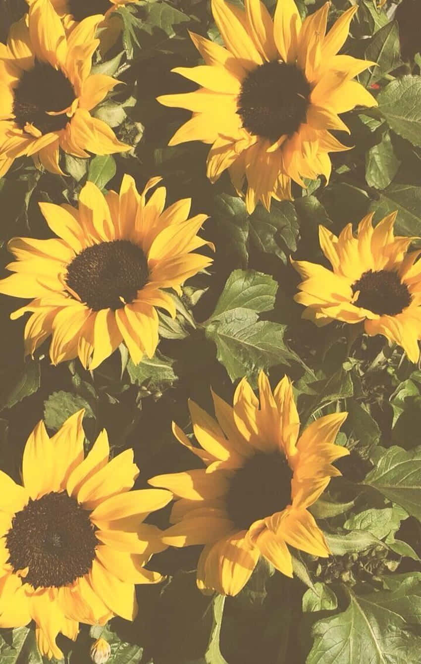 A Brilliant Yellow Sunflower Against A Warm Summer Sky Wallpaper