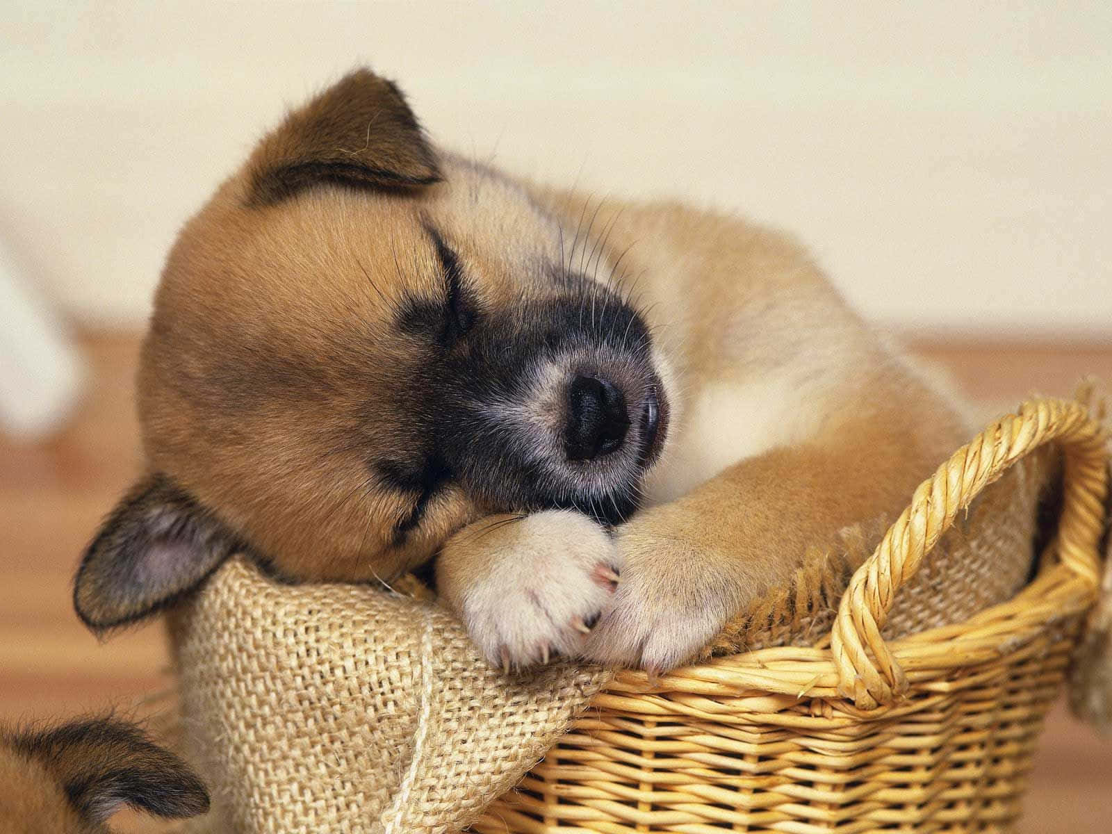 A Brown And White Dog Sleeping In A Basket Wallpaper