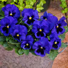 A Bubbly Purplish Flock Of Pansies Wallpaper