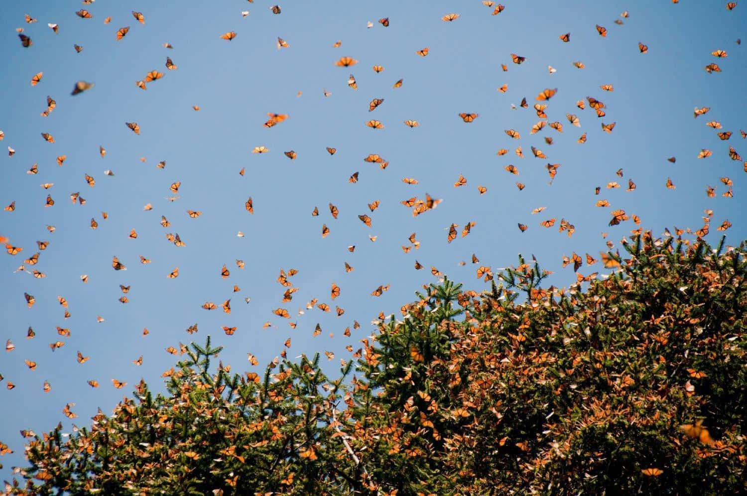 A Butterfly Migrates During The Summer Season Wallpaper