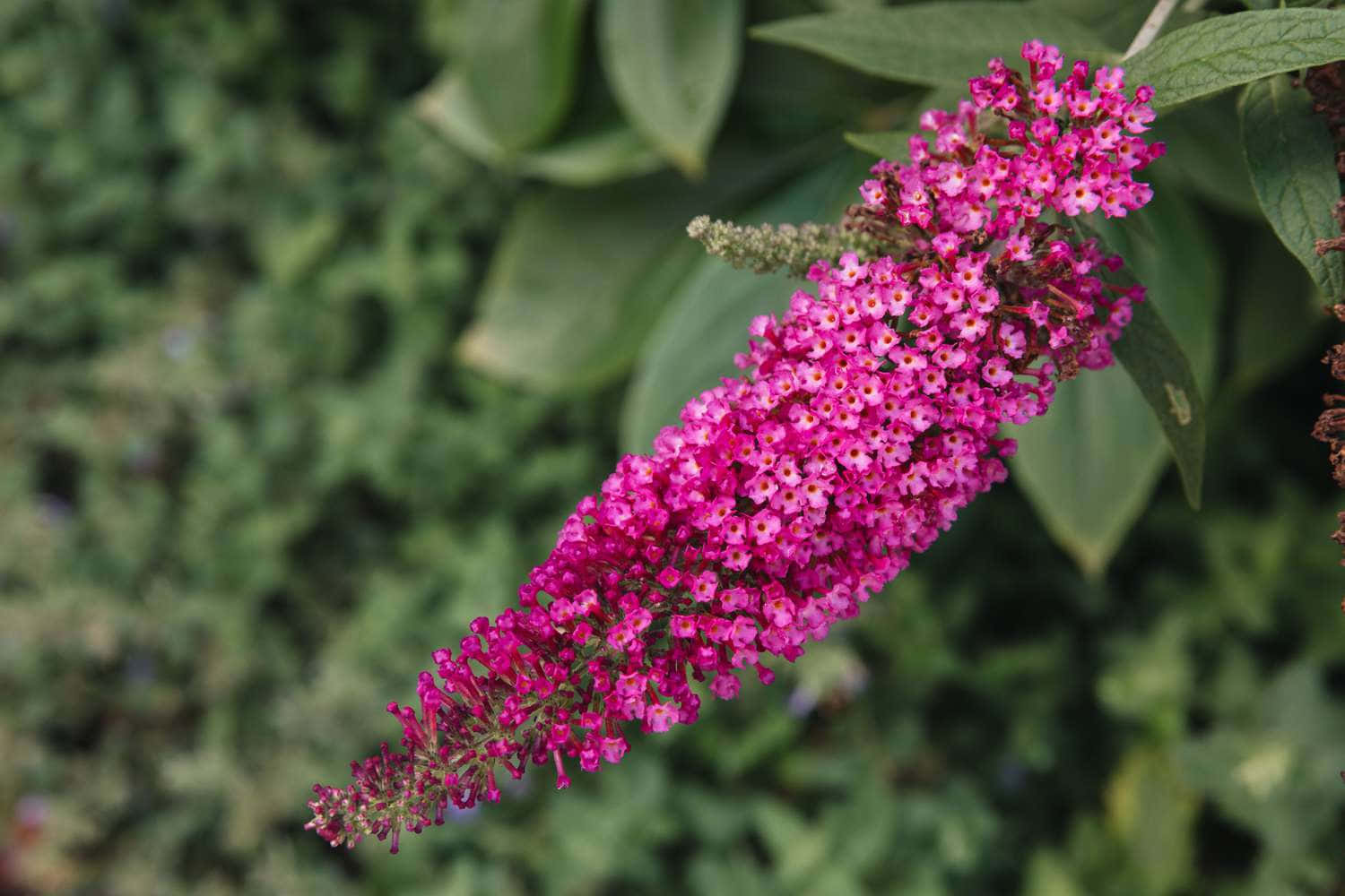 A Butterfly Resting On A Flowery Bush Wallpaper