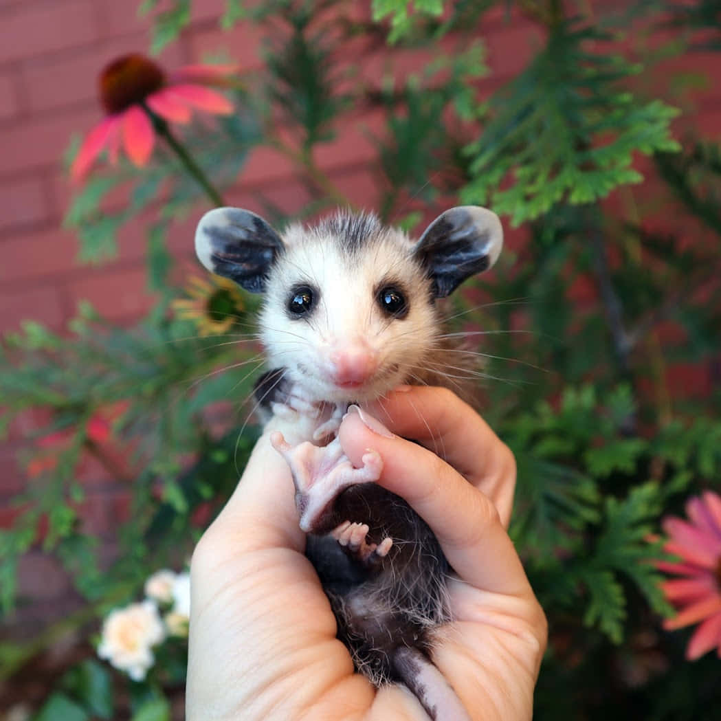 A Captivating Close-up Of A Wild Opossum Wallpaper