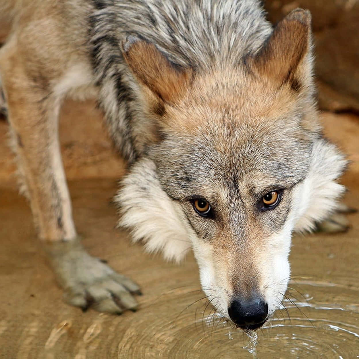 A Captivating Mexican Wolf In The Wild. Wallpaper