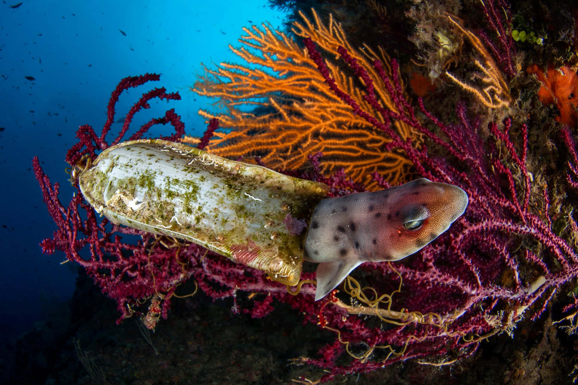 A Captivating Sight Of A Catshark Underwater Wallpaper