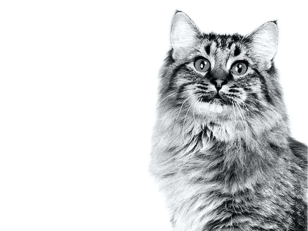 A Charming American Bobtail Cat Posing In A Natural Setting Wallpaper