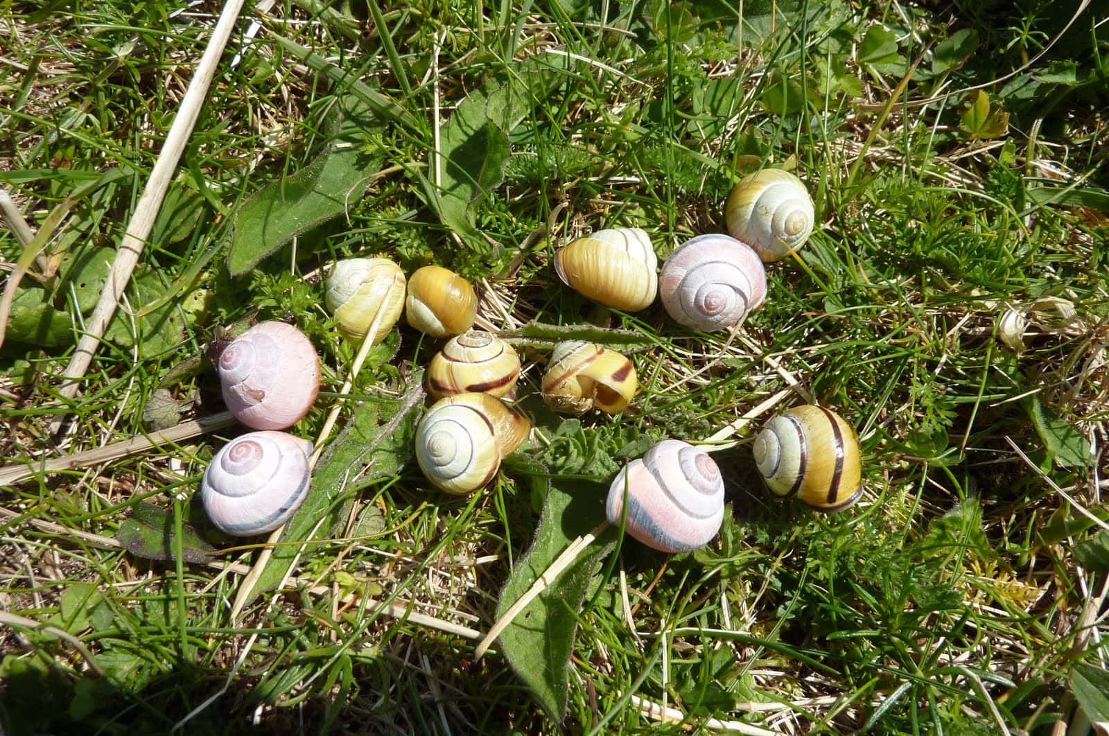 A Charming Pink Snail Crawling Gracefully Wallpaper