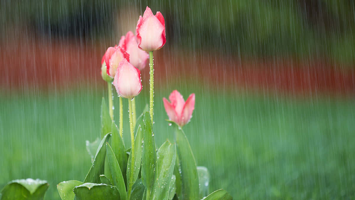 A Charming Spring Shower Scene In A Lush Green Park Wallpaper