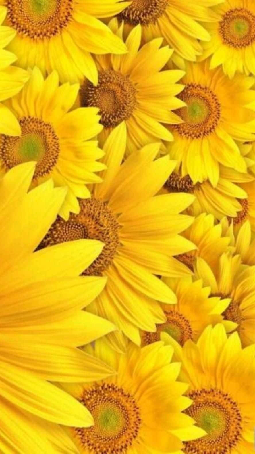 A Cheerful Sunflower In Sunny Yellow. Wallpaper