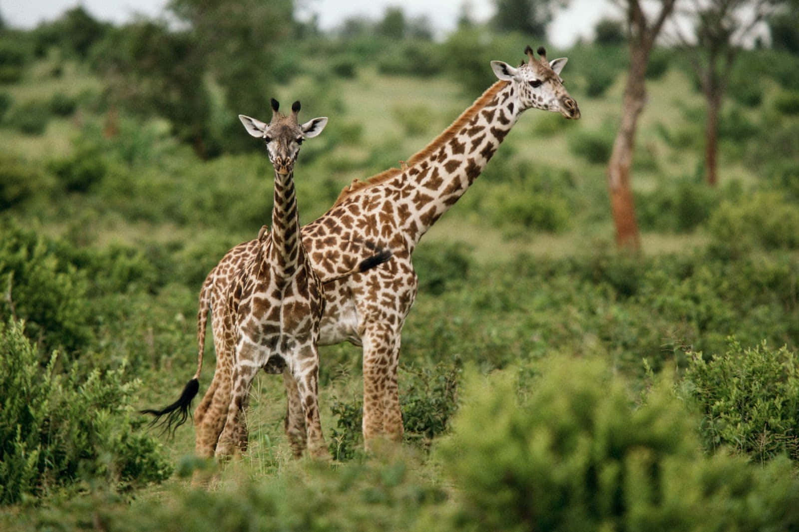 A Cheetah Eases Into The African Wilderness Wallpaper