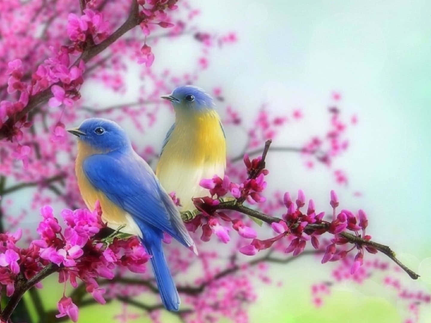 A Chorus Of Spring Birds Singing In A Blossoming Tree Wallpaper