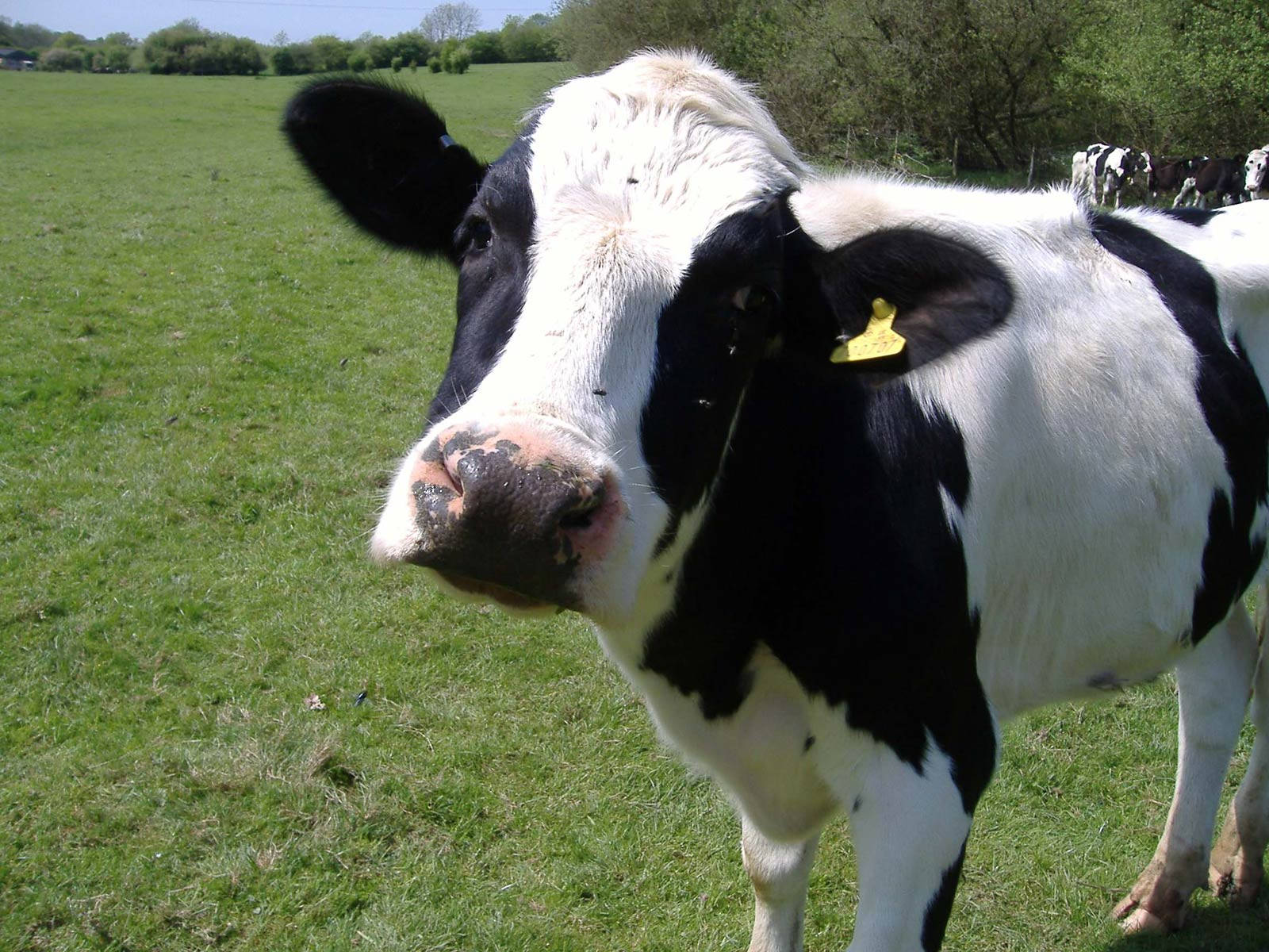 A Close Look Of A Contented Cow With A Yellow Tag Wallpaper