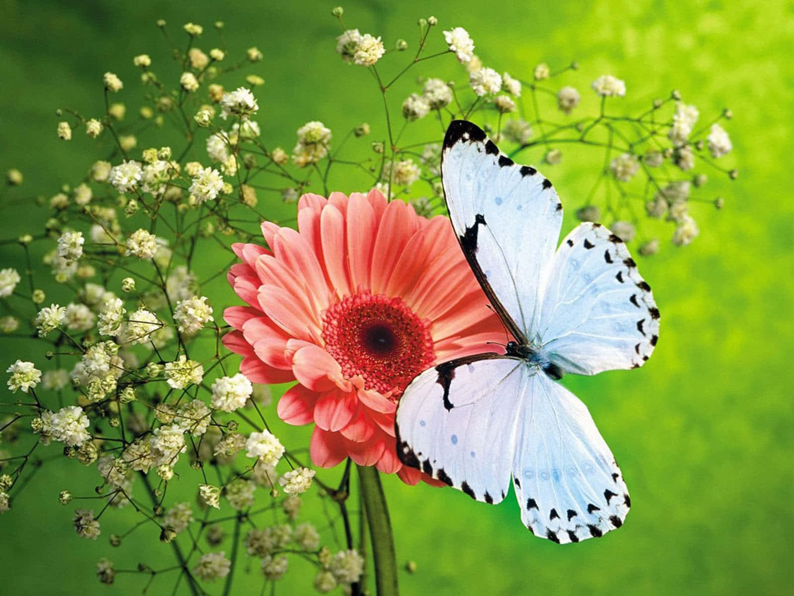 A Close-up Of A Beautiful Butterfly In Flight Wallpaper