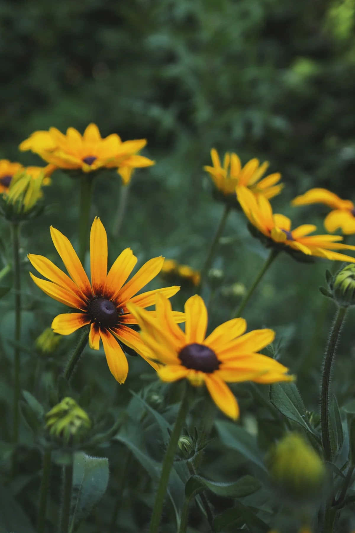 A Close Up Of A Black Eyed Susan Flower In Its Natural Habitat Wallpaper