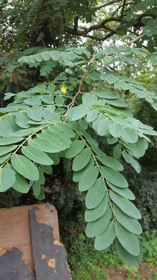 A Close Up Of A Black Locust Tree Wallpaper