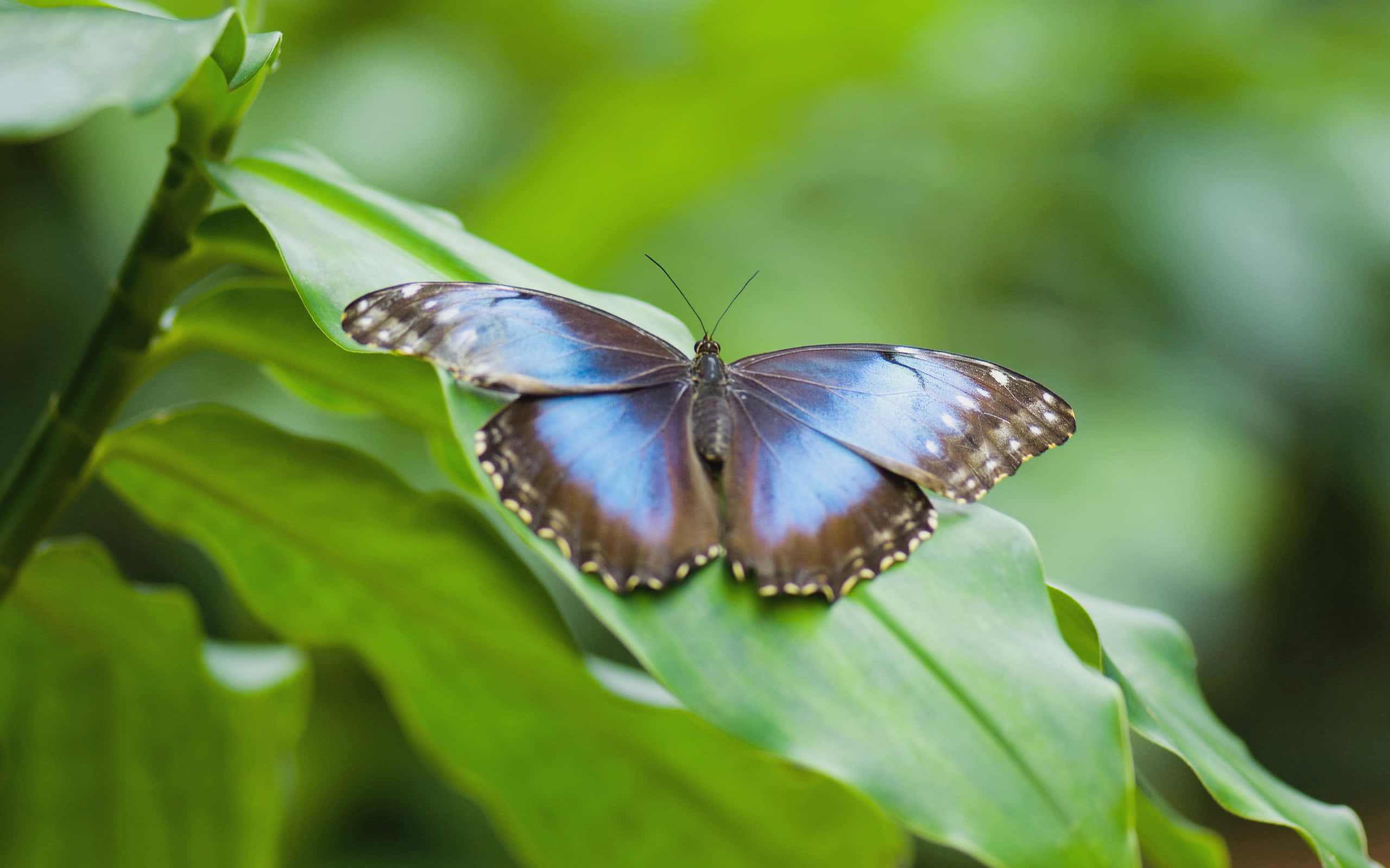 A Close Up Of A Butterfly Species Wallpaper