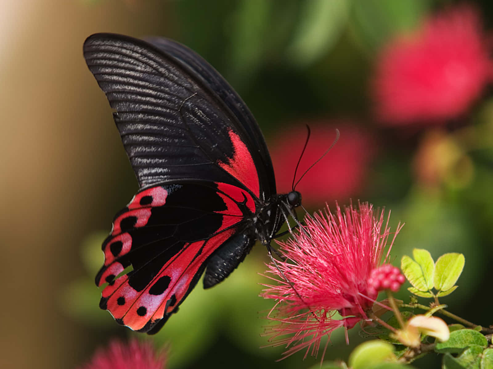 “a Close-up Of A Showy Tiger Flat Butterfly Species” Wallpaper