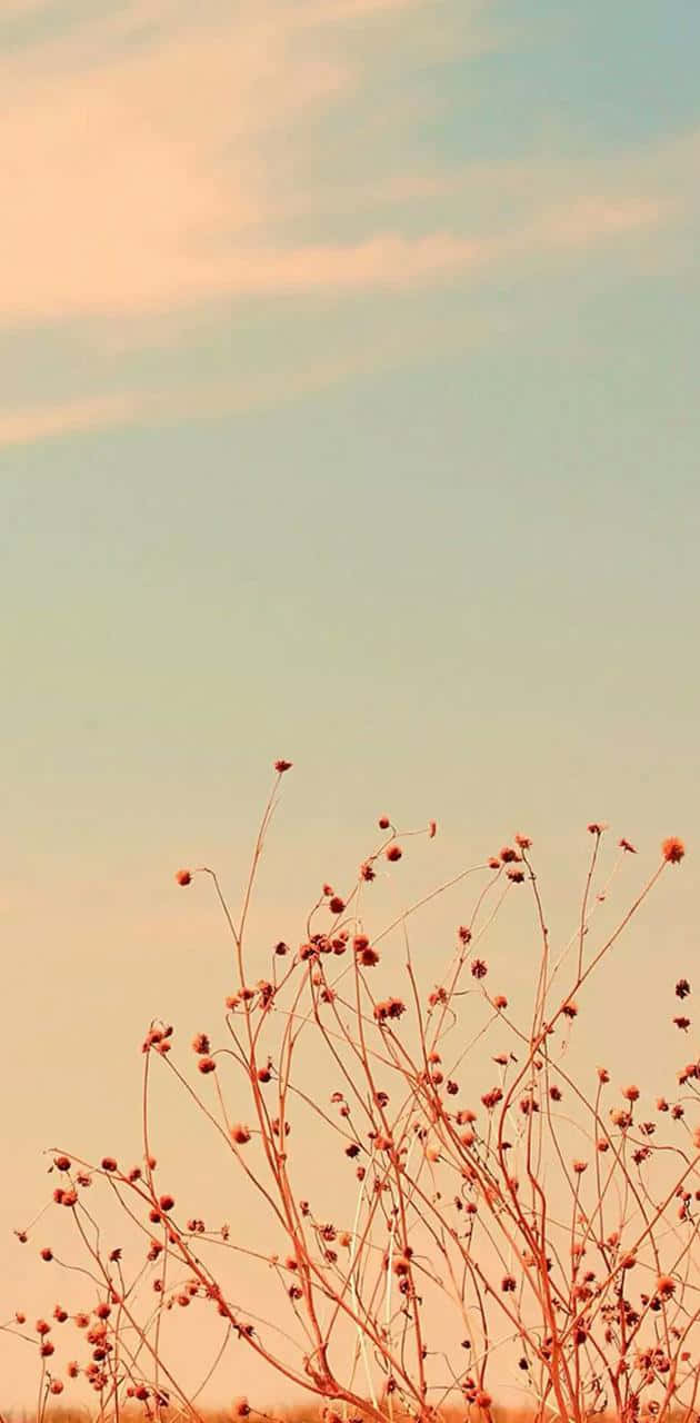 A Close-up Of A Single Beautiful Flower Wallpaper