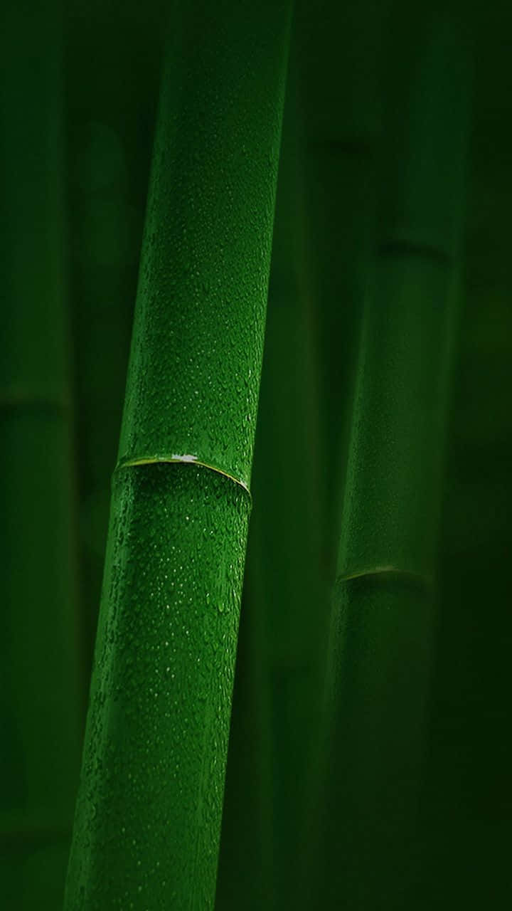 A Close-up Of A Tall Bamboo Plant Wallpaper