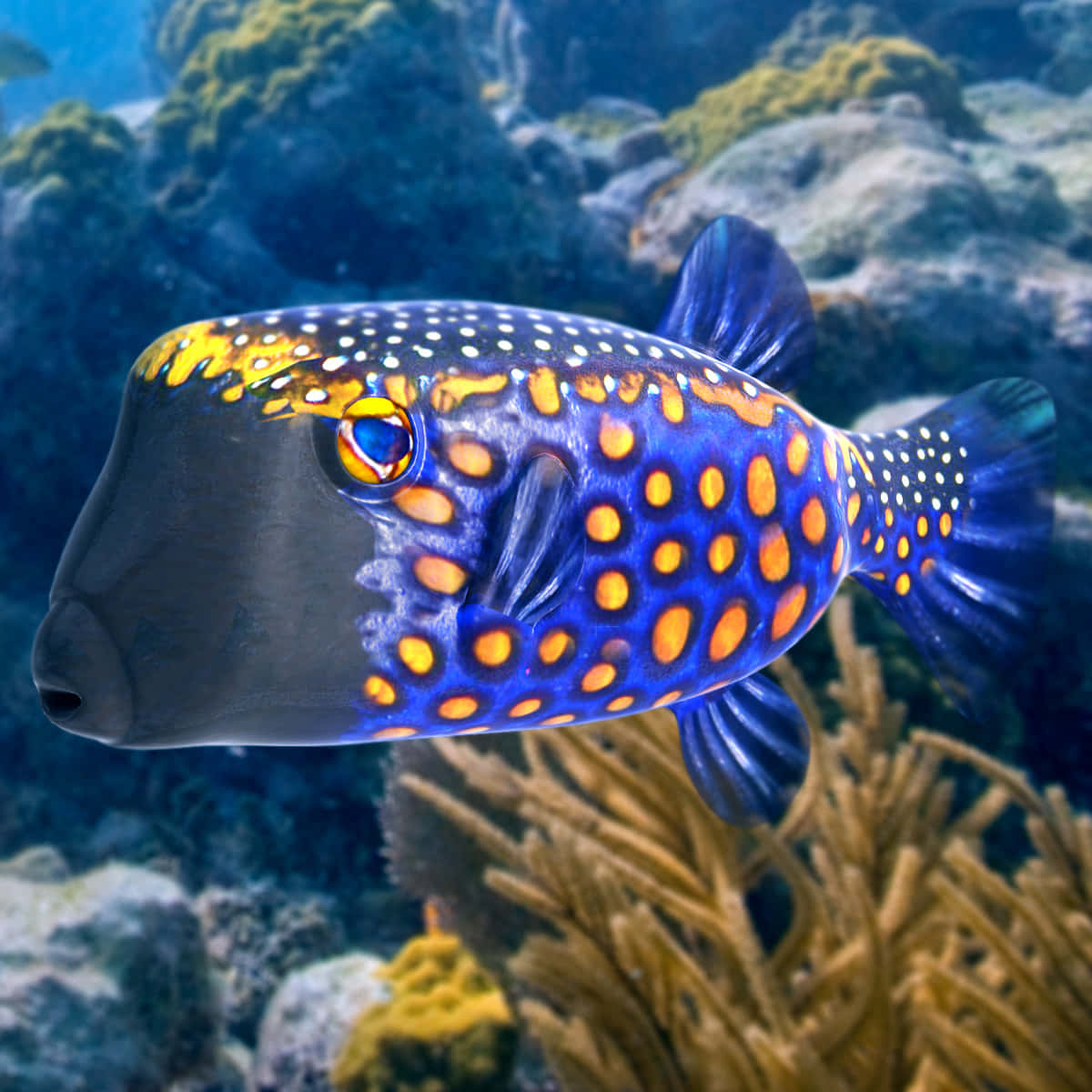 A Close-up Of A Vibrant And Detailed Boxfish In A Colorful Coral Reef Wallpaper