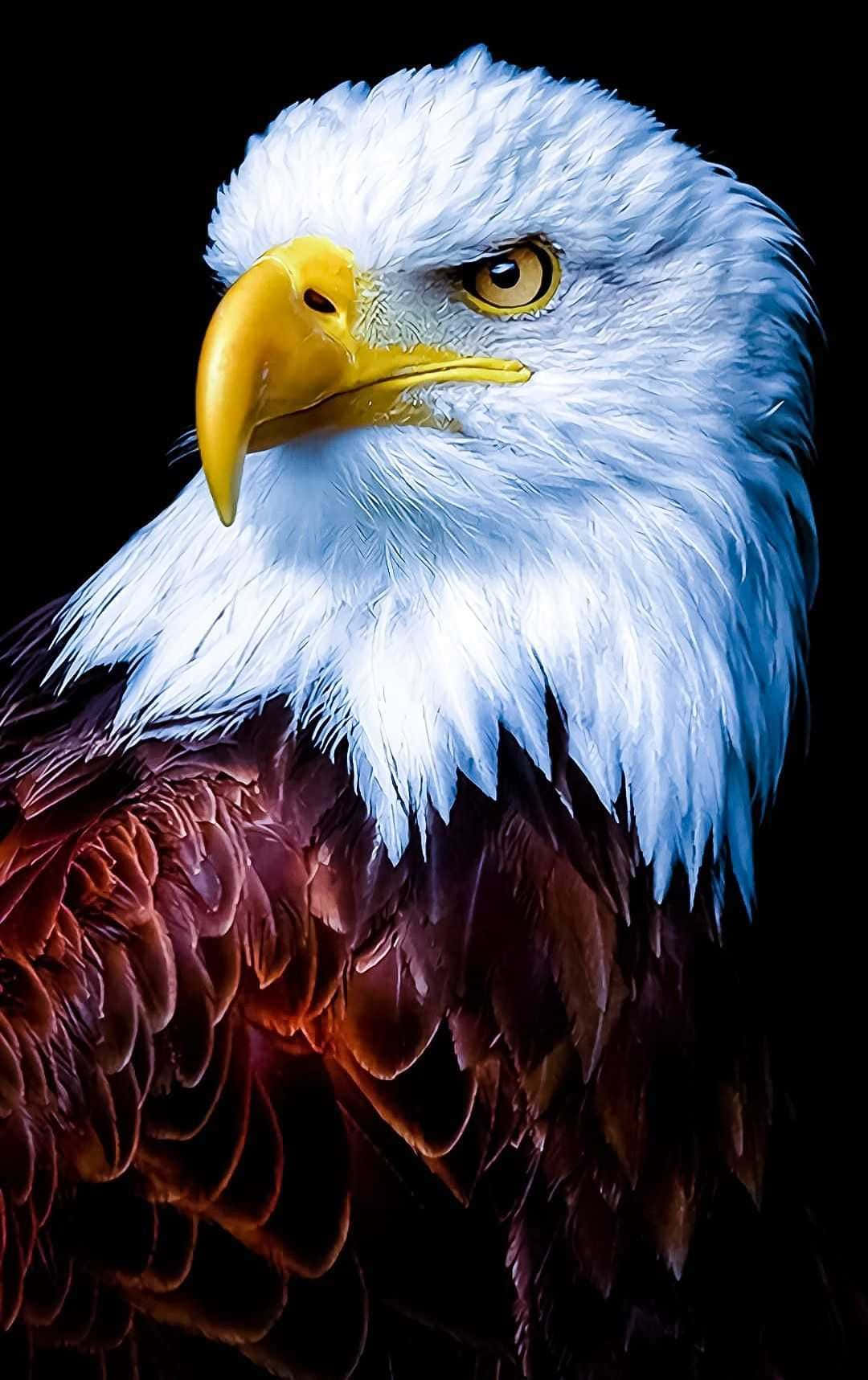 A Close Up Of An Eagle With A Black Background Wallpaper