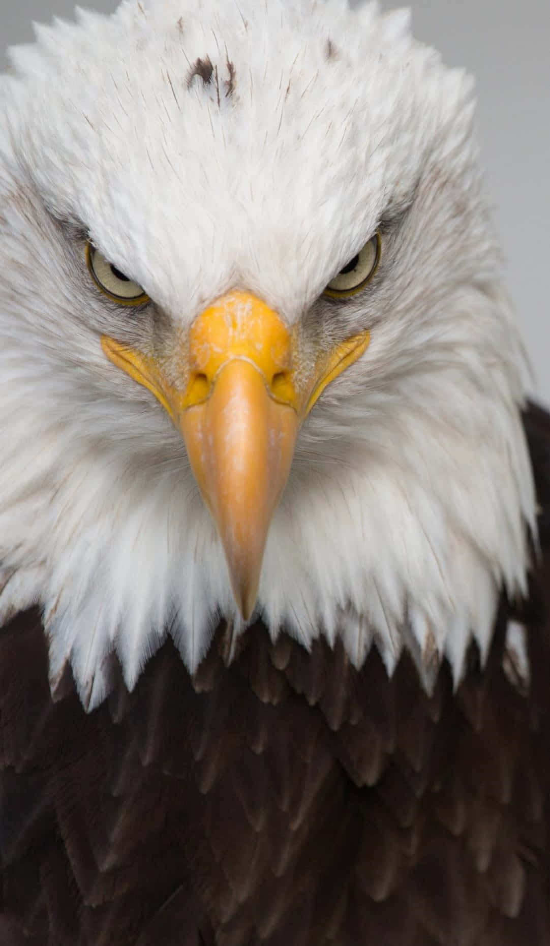 A Close Up Of An Eagle With A Yellow Beak Wallpaper