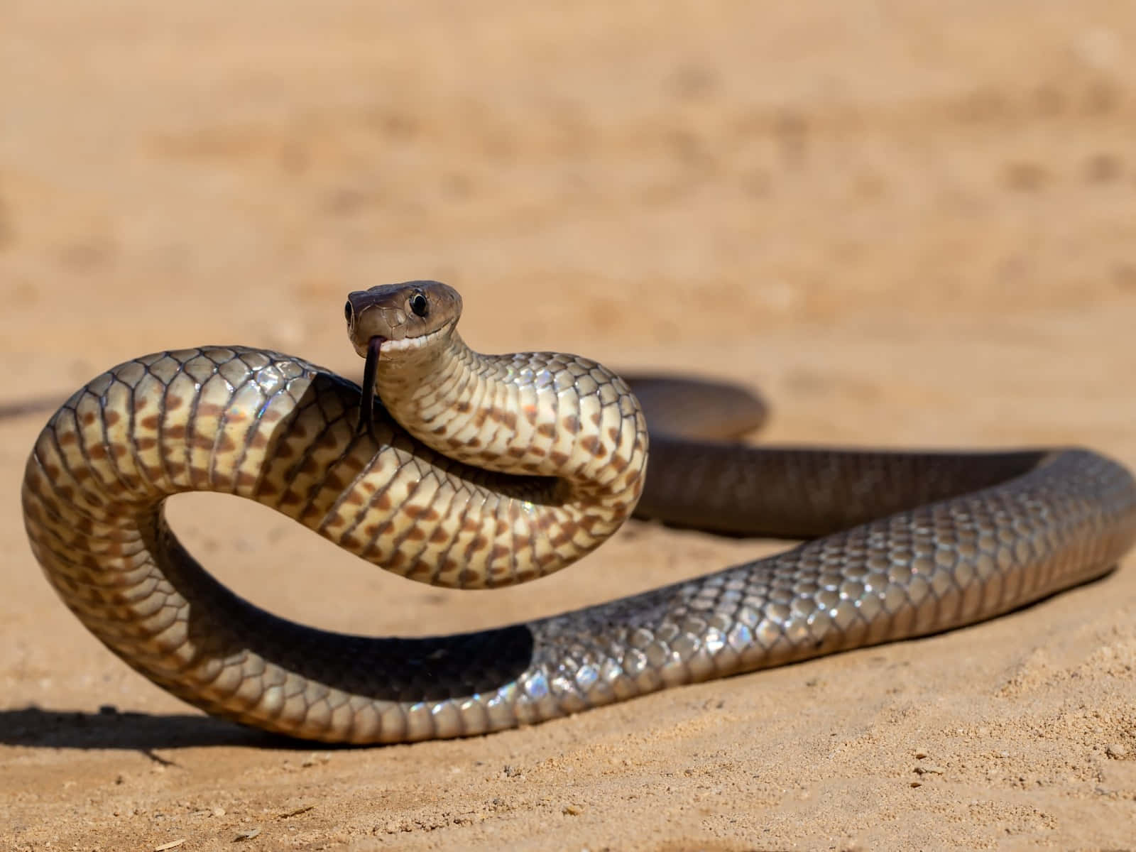 A Close-up Of An Elegant Brown Snake In Its Natural Habitat Wallpaper