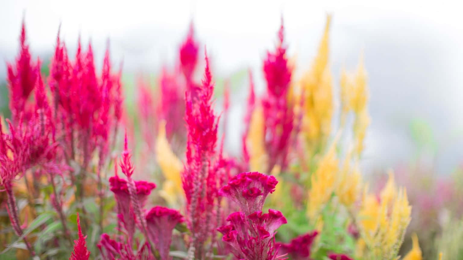 A Close Up Of Colorful Flowers In A Field Wallpaper