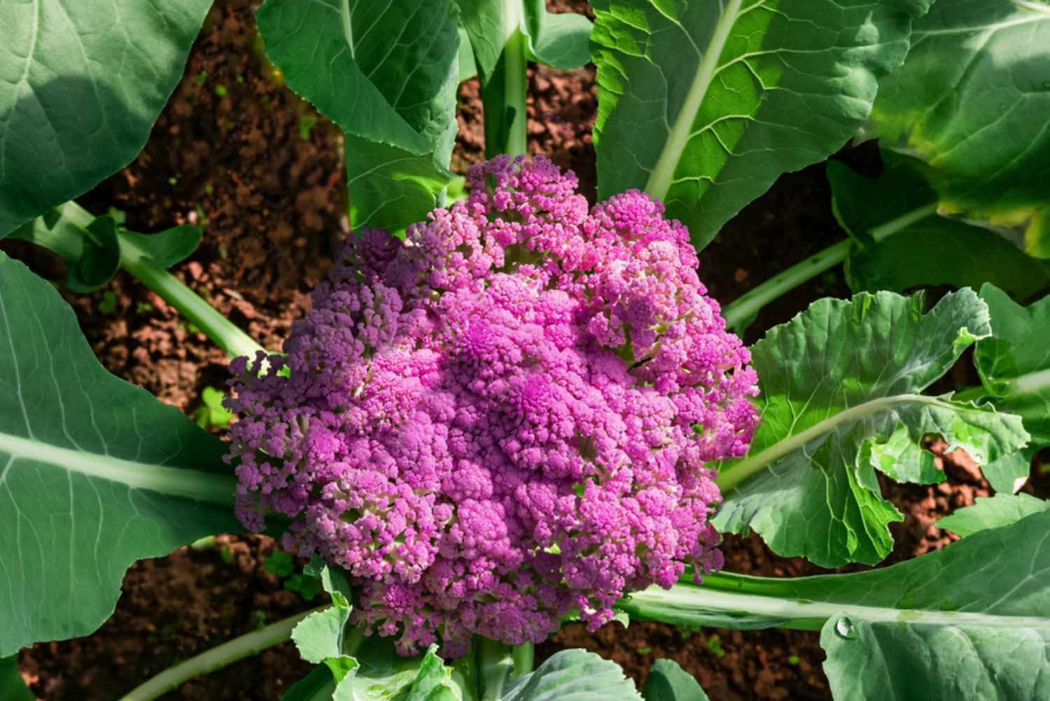 A Close-up Of Freshly Plucked Purple Cauliflower Wallpaper