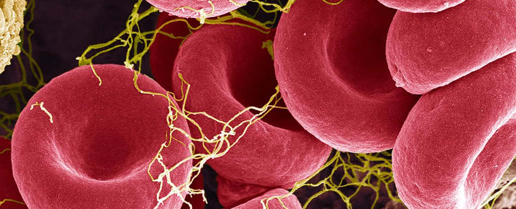 A Close-up Of Healthy Red Blood Cells In Motion Within The Bloodstream. Wallpaper