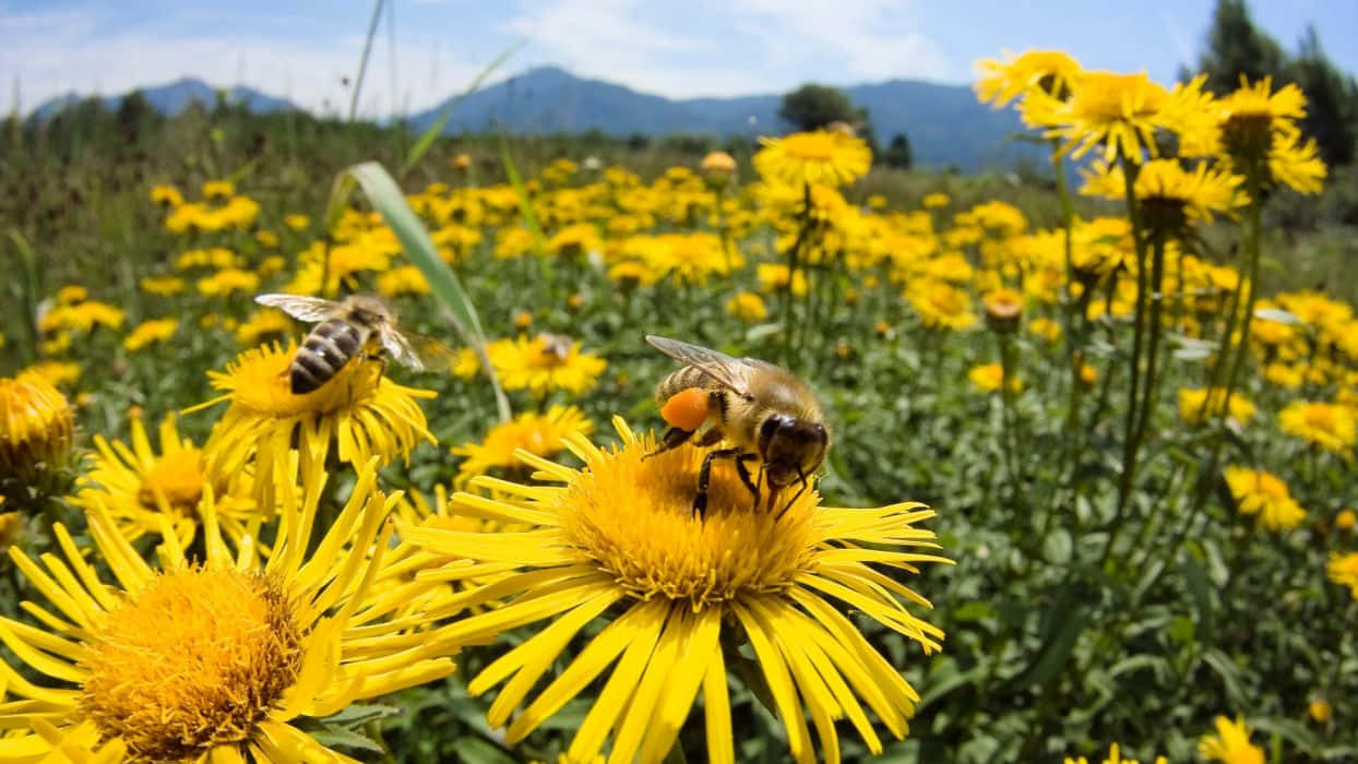 A Close-up Of Honey Bees Pollinating Vibrant Spring Flowers Wallpaper