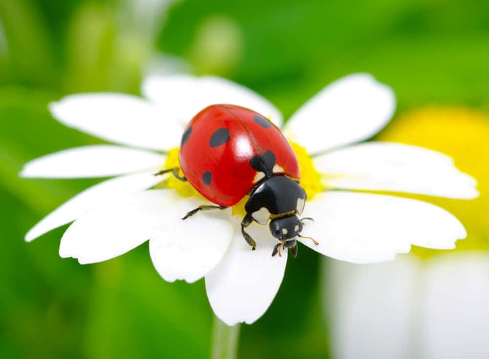 A Close-up Of Two Ladybugs On Lush Green Leaves During Spring Wallpaper